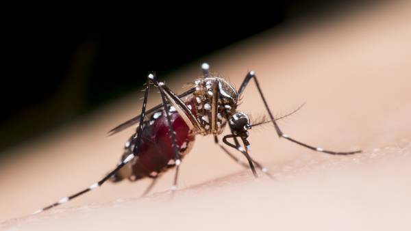 Study: Atlanta ranks high on list top 50 mosquito-infested cities