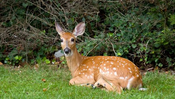 As Georgia deer hunting season begins, officials remind hunters of firearms safety rules 