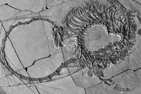 Scientists announce discovery of ‘very strange Chinese dragon’ fossil