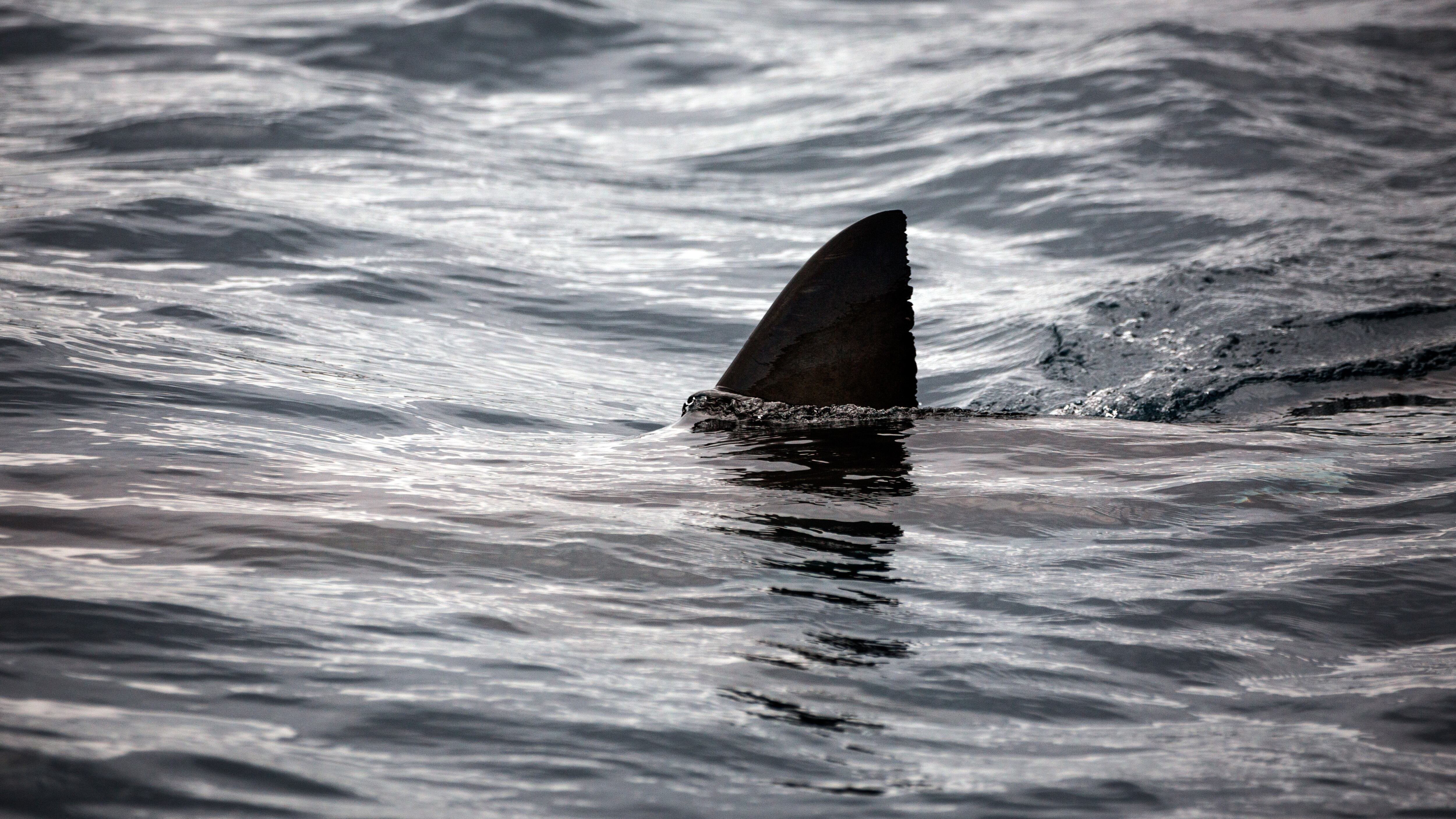Shark fin