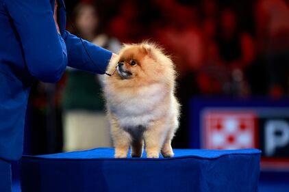 National Dog Show