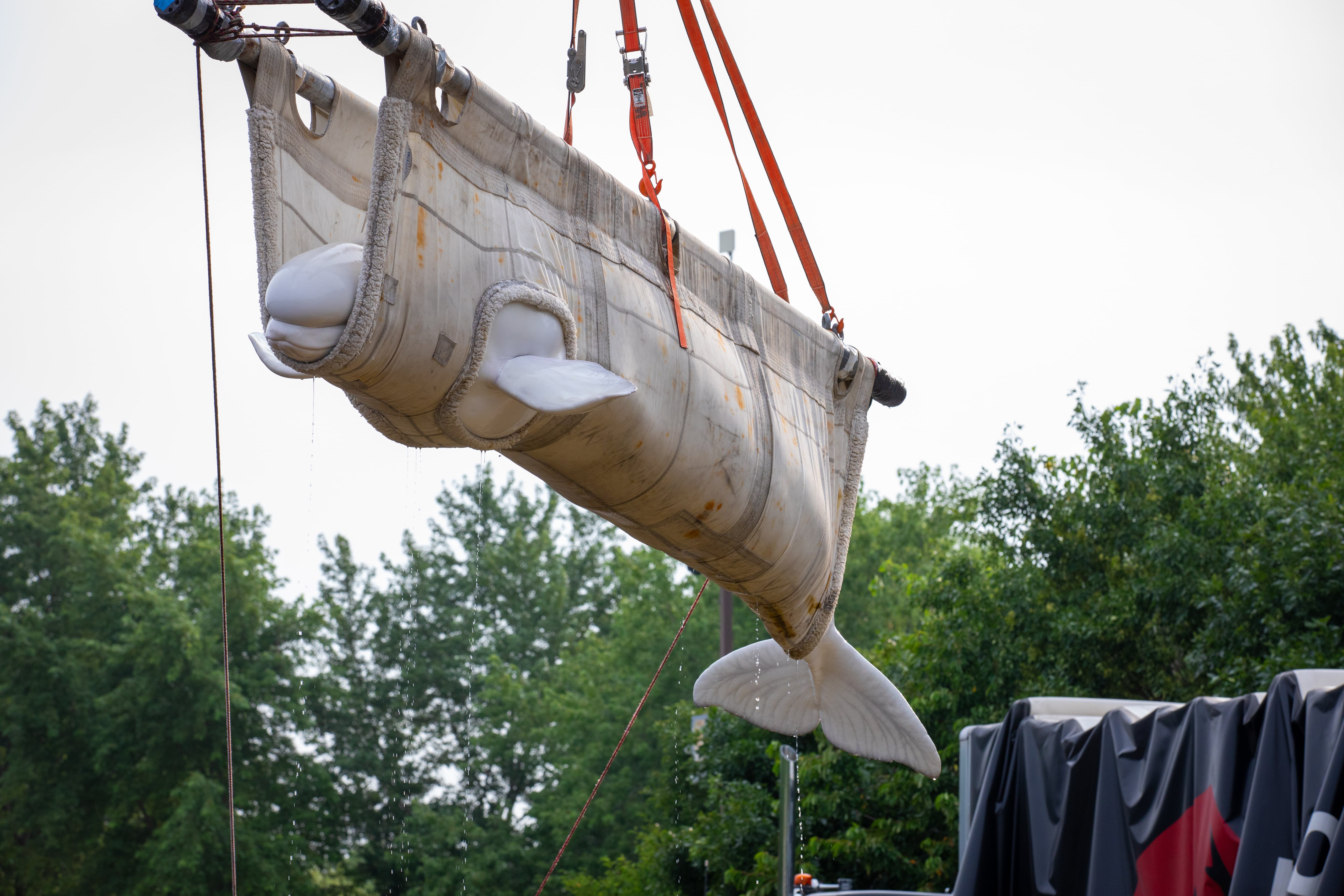 Beluga whale rescue