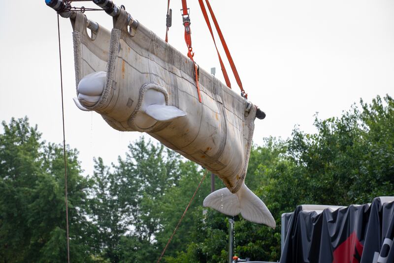 Beluga whale rescue